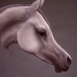 portret zwierząt - koń, suche pastele